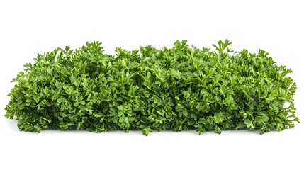 Fototapeta premium Parsley isolated on white background full depth