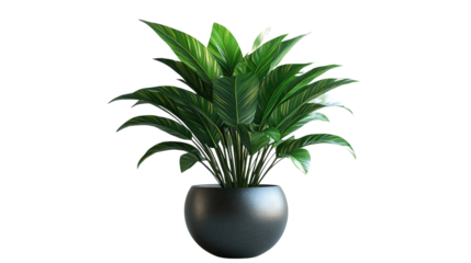 Potted Houseplant: Lush, vibrant green leaves of a houseplant elegantly displayed in a sleek, modern black pot