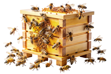 Hives appear suddenly and disappear quickly