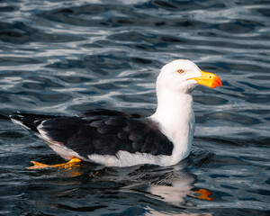 Close-up of a Pacific gull floating on rippling water, showcasing its striking black-and-white plumage, vibrant yellow beak, and sharp gaze, capturing coastal wildlife beauty and natural elegance.