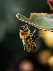 A honeybee clings to the edge of a leaf, showcasing intricate details of its body, delicate wings, and fine hairs. This macro shot highlights the beauty of pollinators and their crucial role in nature