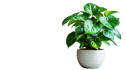 Obraz premium Green Delight: A vibrant heartleaf philodendron in a stylish pot brightens up any space, showcasing lush green foliage and adding a touch of natural elegance.
