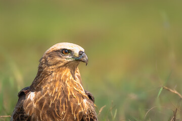 Portrait View of A Brahminy Kite.