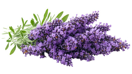 Aromatic Lavender: A close-up shot showcasing a bundle of fragrant lavender blooms, with their vibrant purple flowers and green foliage, evoking a sense of natural beauty.