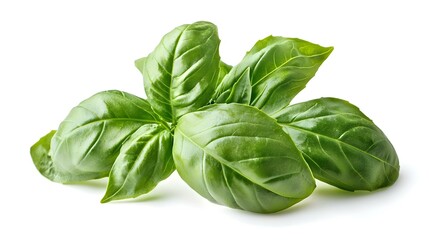 Fototapeta premium Fresh organic basil leaves close-up isolated