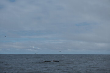 Obraz premium A pod of whales half breaching with flock of seagulls in Kenai Fjords, Alaska (multiple whale breach)