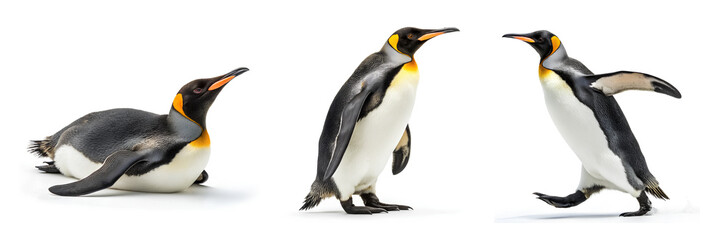 King Penguins in Various Poses on White Background 