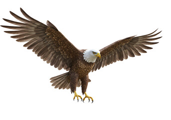 Fototapeta premium 3D Soaring Eagle