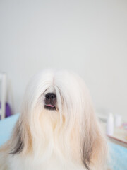 Close-up of dog well-groomed fur is silky and neatly brushed.