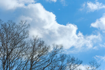 冬の青空と枯れ木