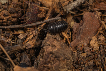 roly-poly on ground