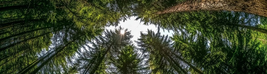 Obraz premium A tranquil scene showcasing the interplay of light and nature in a forest setting.