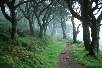 Misty forest path winding through lush greenery