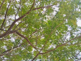 low-angle view of a tree canopy with green leaves and brown branches against a bright sky