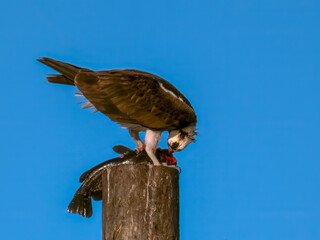 Osprey (Pandion haliaetus) perched on top of a wooden post with catfish just caught