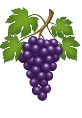 Obraz premium Illustration of Ripe Purple Grapes with Green Leaves on White Background
