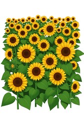 Sunflower Field Illustration with Green Leaves Against a White Background