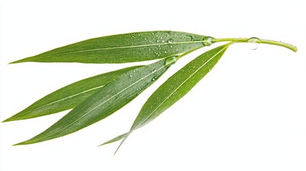 Fototapeta premium Crystal Clear Droplet of Dew on Pure Green Leaf with Fresh Look