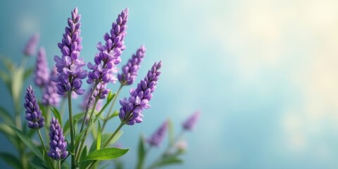 Fototapeta premium Serene Purple Flowers in Soft Light, a Gentle Natural Scene of Blooming Flora with a Delicate Pastel Background
