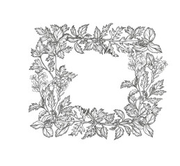 Vector frame with greens, herbs. Basil leaves, parsley, cilantro, coriander, mustard, arugula and rosemary leaf vegetables. Graphic illustration. For packaging Healthy greens, botanical posters, logo
