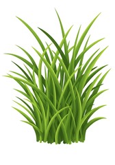 Obraz premium Patch of Lush Green Grass Isolated on White for Design Element