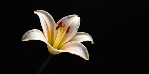 A Delicate White Lily Blossom Against a Dark Background, a Study in Contrast and Elegance