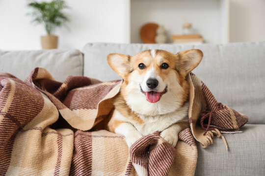 Cute Corgi dog with plaid lying on sofa at home
