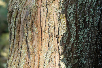 tree bark texture