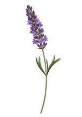 Naklejka premium Lavender Flower Illustration with Purple Blossoms and Green Stem Isolated