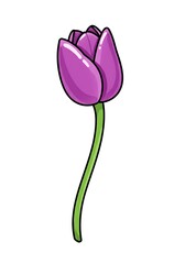 Isolated Purple Tulip Flower Illustration with Green Stem on White