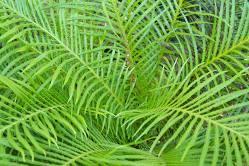 Fototapeta premium close up of fern