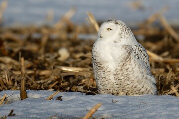 Snowy owl on a snowy field in winter.