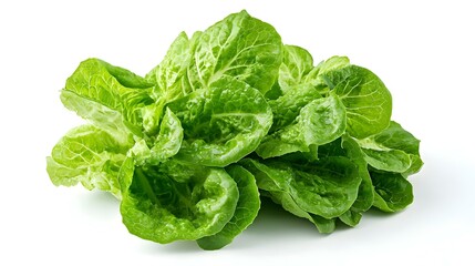 fresh baby cos lettuce on white background