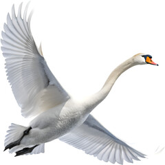 Fototapeta premium The mute swan's majestic presence and serene elegance make it an iconic symbol of beauty. 
