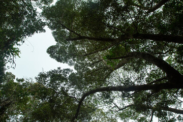 奄美大島　スダジイの森