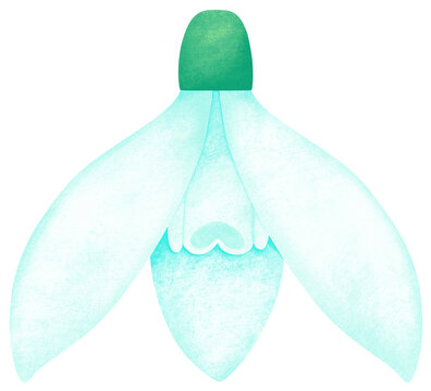 recommend clip art: White snowdrop flower clip art. Isolated spring flower illustration with transparent background