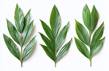 Fototapeta premium Vibrant Green Leaves Collection Featuring Varied Shapes and Textures on a Clean Background for Nature and Design Projects