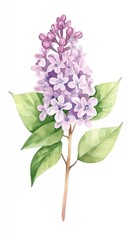 Obraz premium Watercolor Lilac Flower with Leaves Isolated on White Background