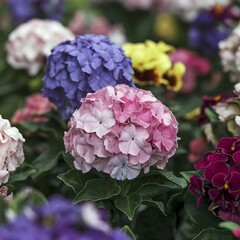 Pink and purple hydrangea flowers.