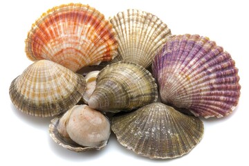 Assorted seashells in a cluster