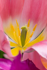 Extreme close up shot of pink Tulip flower