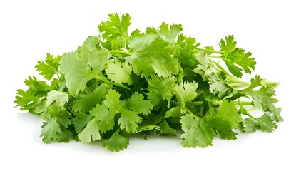 Fototapeta premium fresh coriander leaves over white background