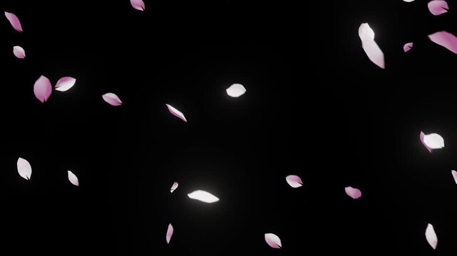 Cherry Blossom Petals Gently Floating in the Air (Loop & Alpha) - 4K 24fps