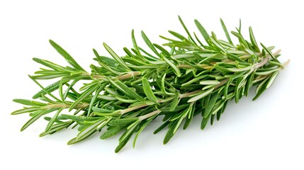 Fototapeta premium rosemary isolated on white background