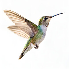 hummingbird on a branch