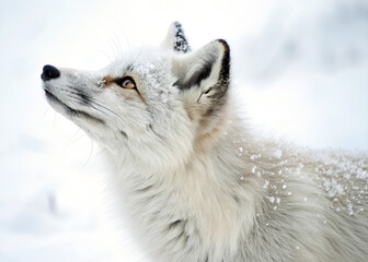 arctic fox in the snow