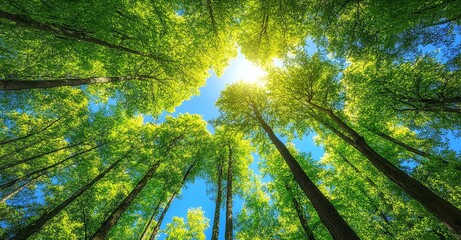 Obraz premium Looking Up Through Green Tree Canopy with Sunlight and Blue Sky