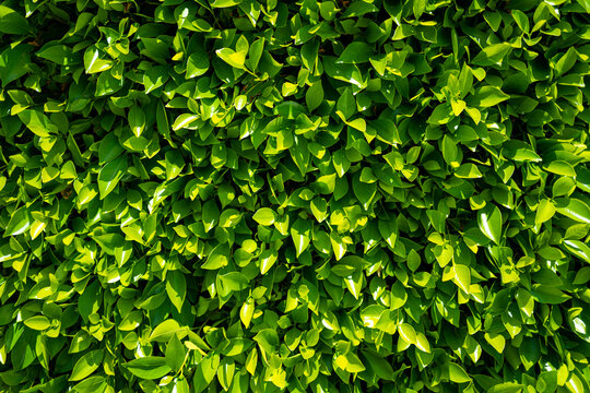 Green leaf background. Green leaf forest on blurred greenery background. Bokeh background. Green nature background. Green leaf in forest. Leaves plants blurred backdrop.