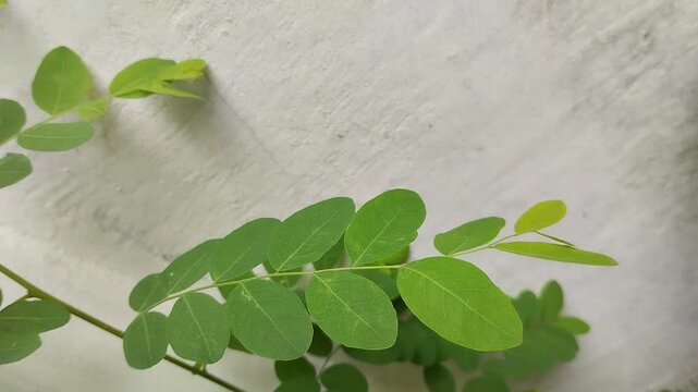 close up of moringa leaves (Moringa oleifera). moringa leaves have many health benefits