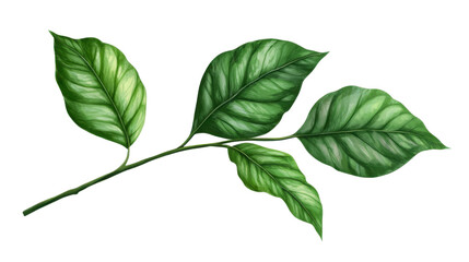 Fototapeta premium botanical green leaf branch illustration isolated on white background